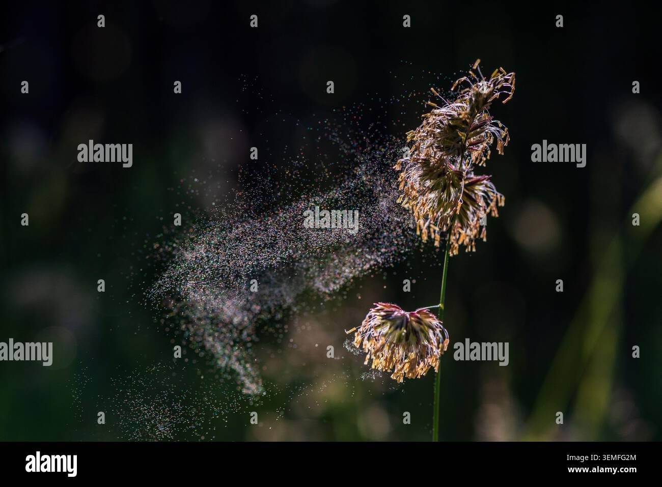 Serie di fotografie ad alta velocità per catturare l'erba del piede di cocco che rilascia polline durante la stagione di fioritura. Scena della natura macro con particelle di polline trasportate dall'aria Foto Stock