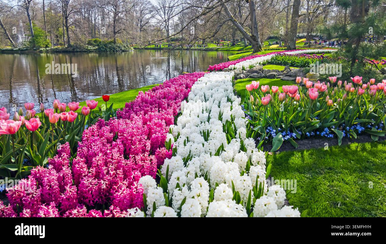 Fiori primaverili colorati in fiore in un parco in Europa Foto Stock