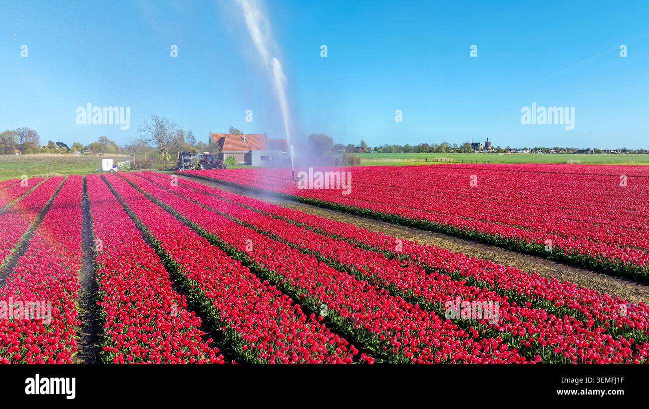 Campo di tulipani rossi in fiore con irrigazione sprinkler nel paesaggio rurale europeo Foto Stock