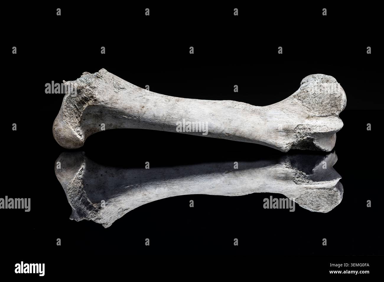 Femore di mucca trovato in un campo (Regno Unito), fotografato su sfondo nero con riflessi. Lunghezza totale 45 cm Foto Stock