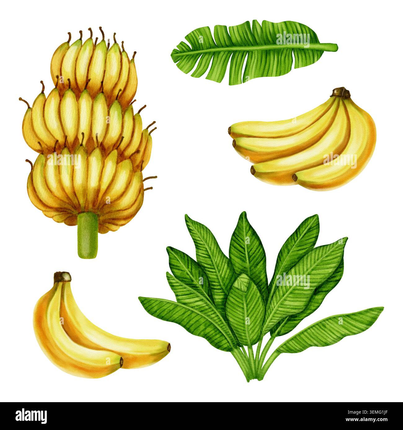 Set di illustrazioni ad acquerello di gruppi di banane gialle e lussureggianti foglie tropicali verdi. Arte botanica per imballaggi alimentari, tessuti, carta da parati, cucina de Foto Stock
