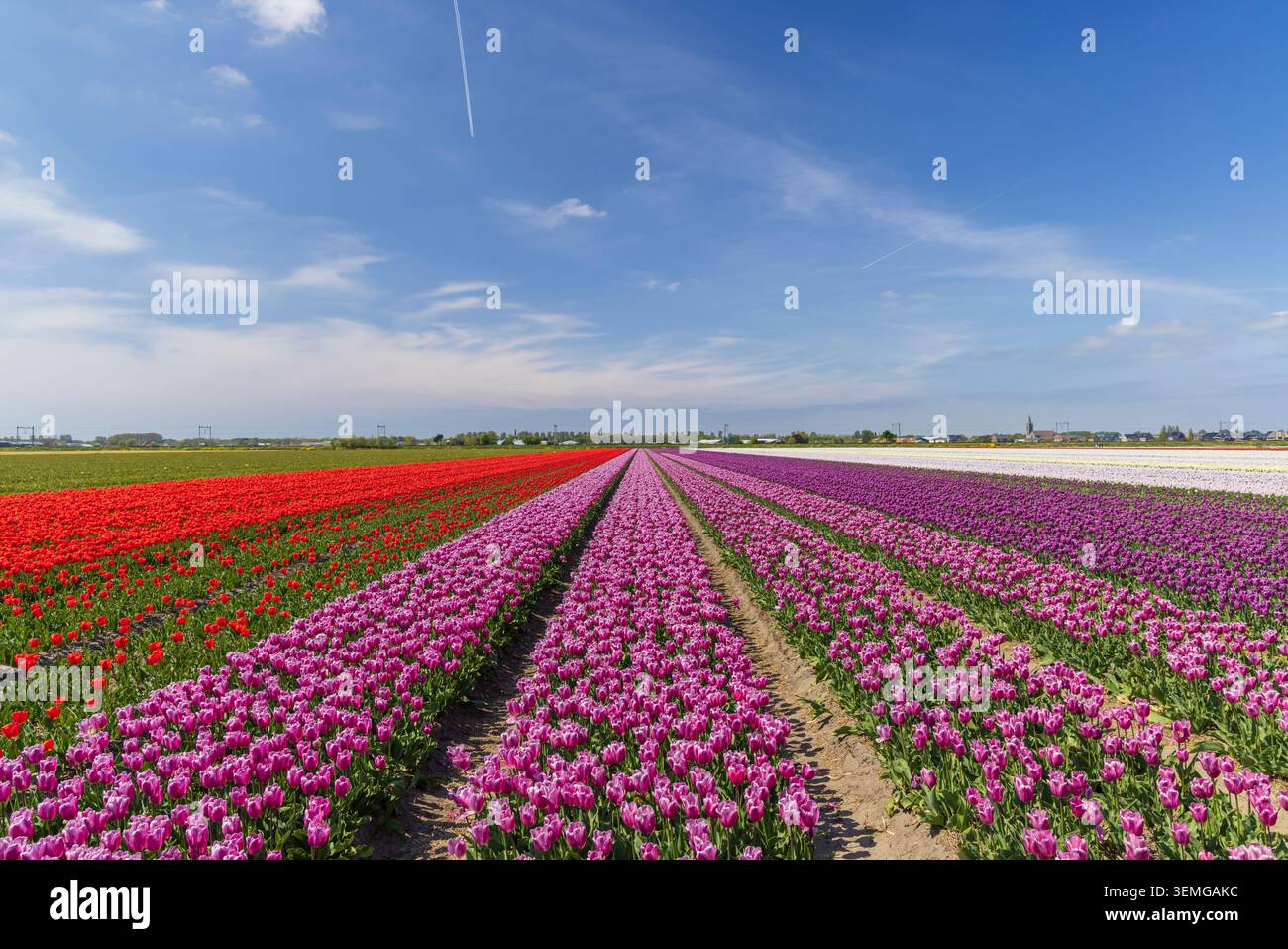 File di tulipani vivaci che creano un suggestivo motivo attraverso il paesaggio olandese Foto Stock