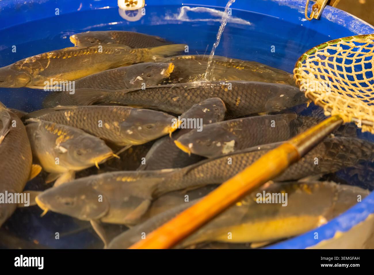 Vivi i comuni pesci delle carpe che nuotano in una vasca blu in un mercato di Praga, Cechia Foto Stock