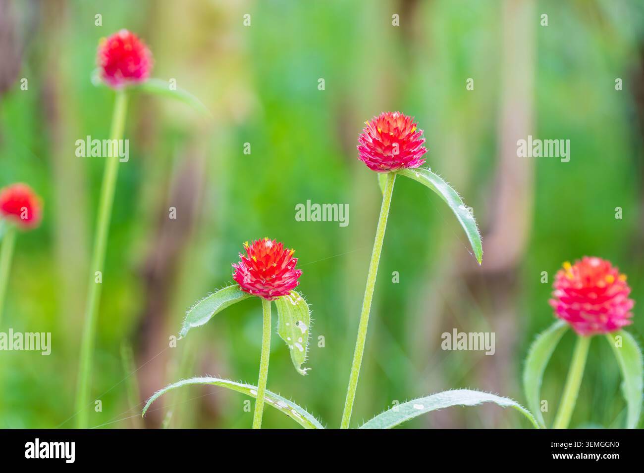 Vibrante Red Globe Amaranth Flowers Blooming in un lussureggiante campo verde Foto Stock