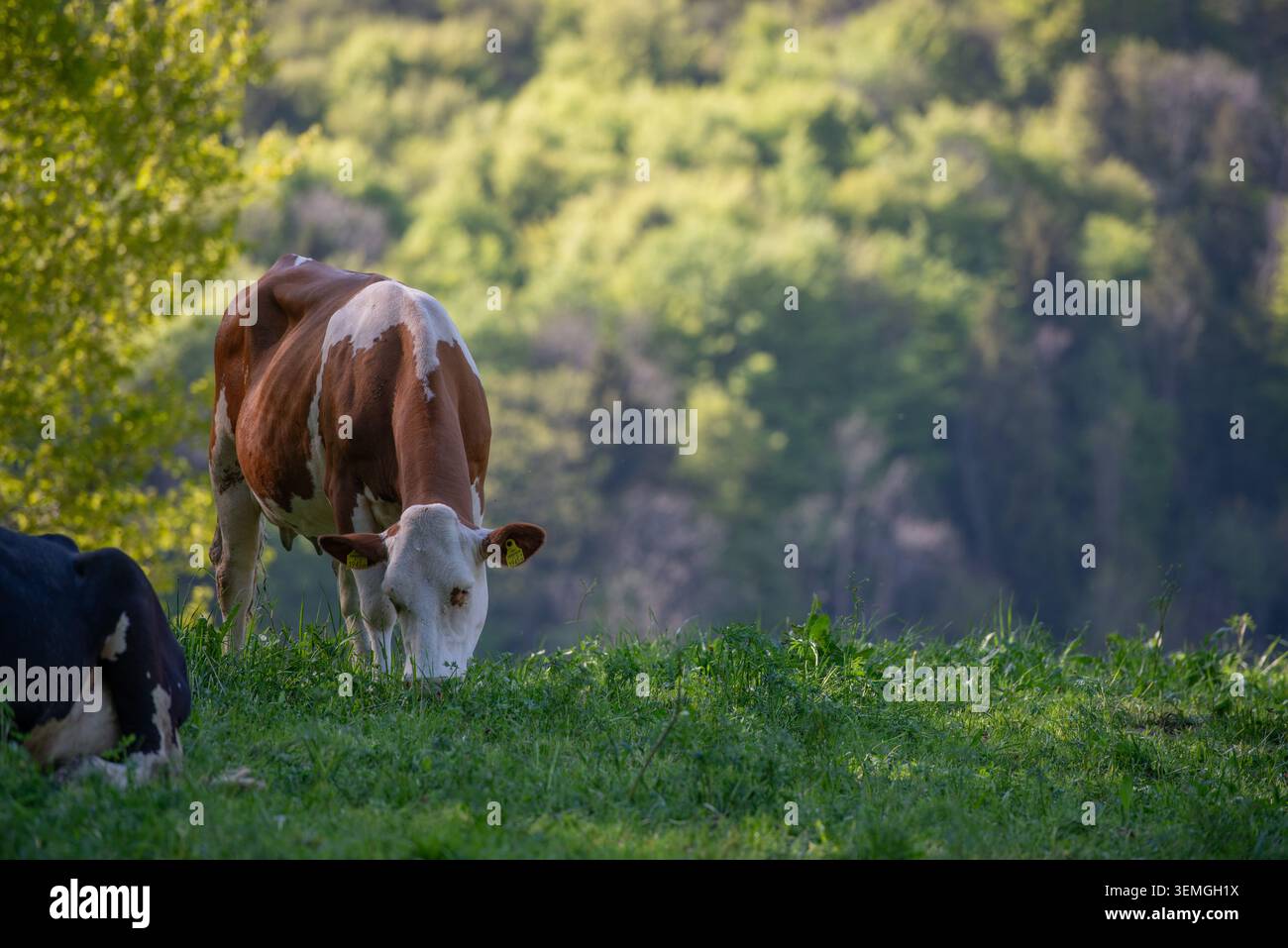 Mucche che pascolano sul pascolo di montagna Foto Stock