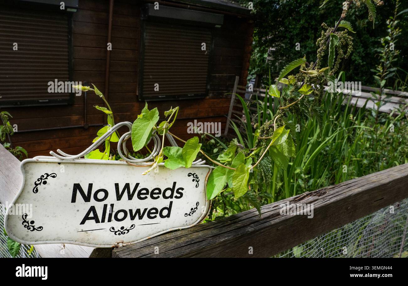 Un cartello umoristico "No Weeds allowed" appeso tra le piante sovrastate in un'assegnazione comunitaria, che crea un giardino ironico con vegetazione lussureggiante Foto Stock