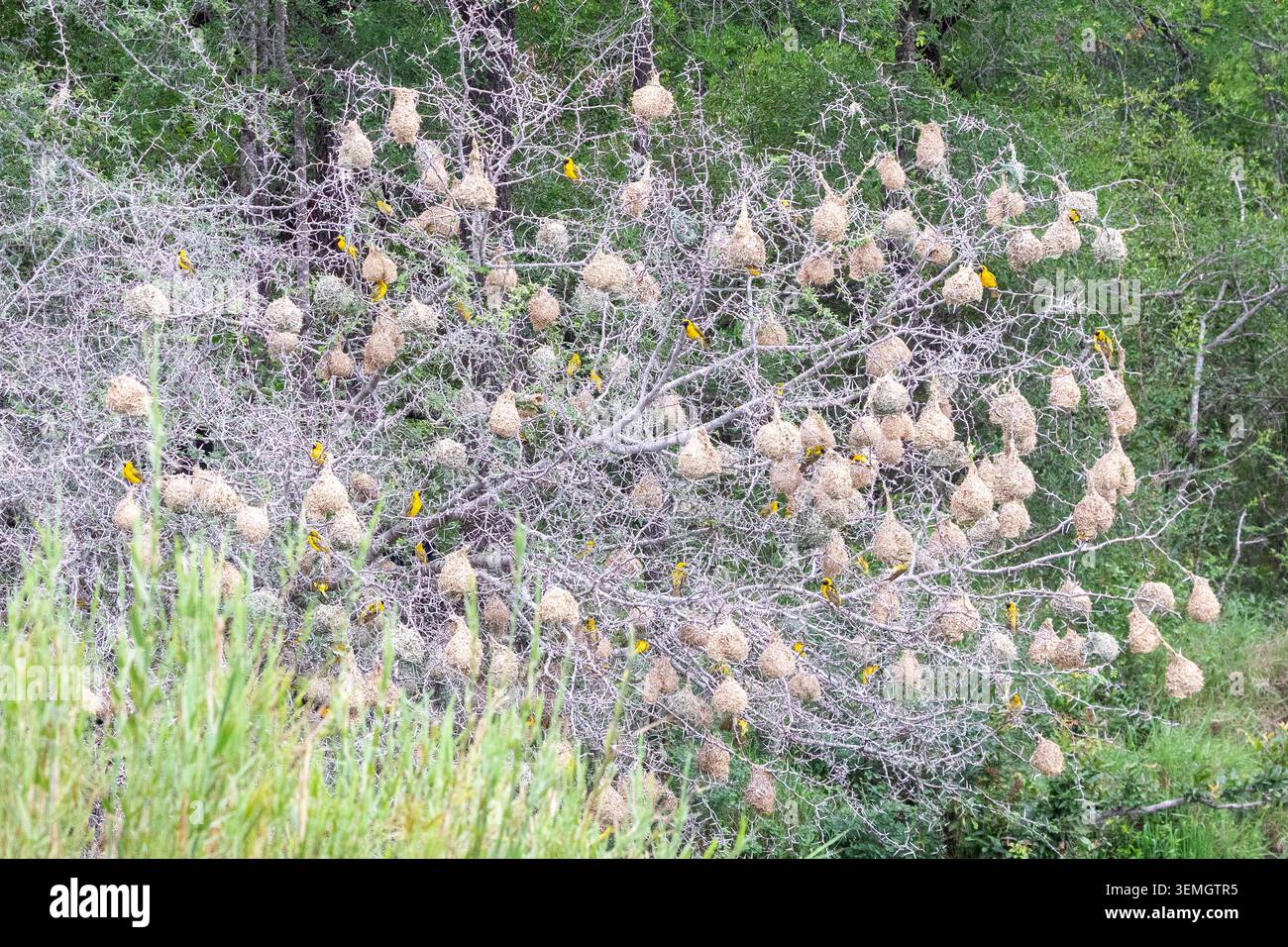 La grande colonia di Villaggio tessitore (Ploceus cucucullatus) nidifica nell'albero di spina, Skukuza, Mpumalanga, Sudafrica Foto Stock