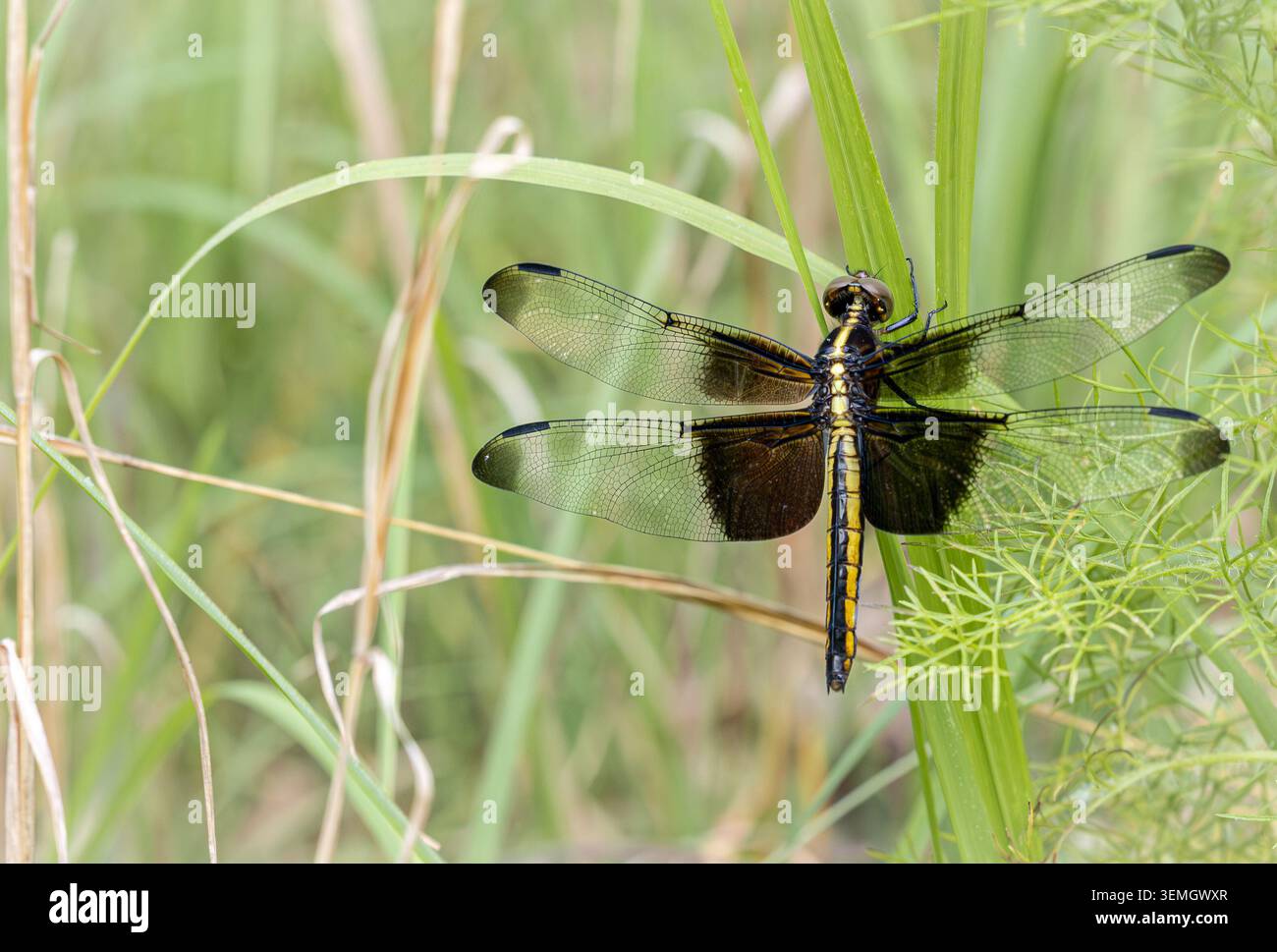 Una libellula vedova (Libellula luctuosa) appollaiata sull'erba in un prato, macro, Arkansas, USA. Foto Stock