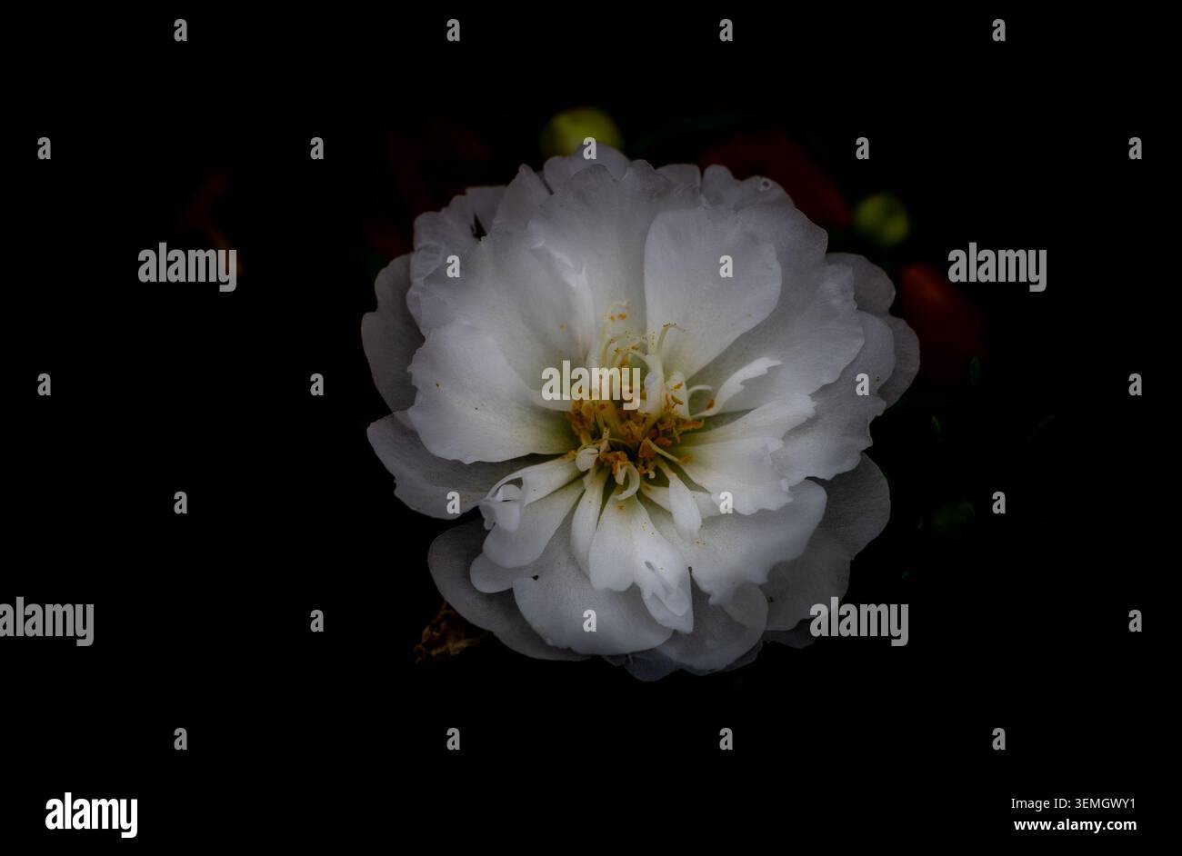Un fiore di portulaca bianco (Portulaca grandiflora) in condizioni di scarsa illuminazione su uno sfondo scuro, macro artistico, Arkansas, USA. Foto Stock