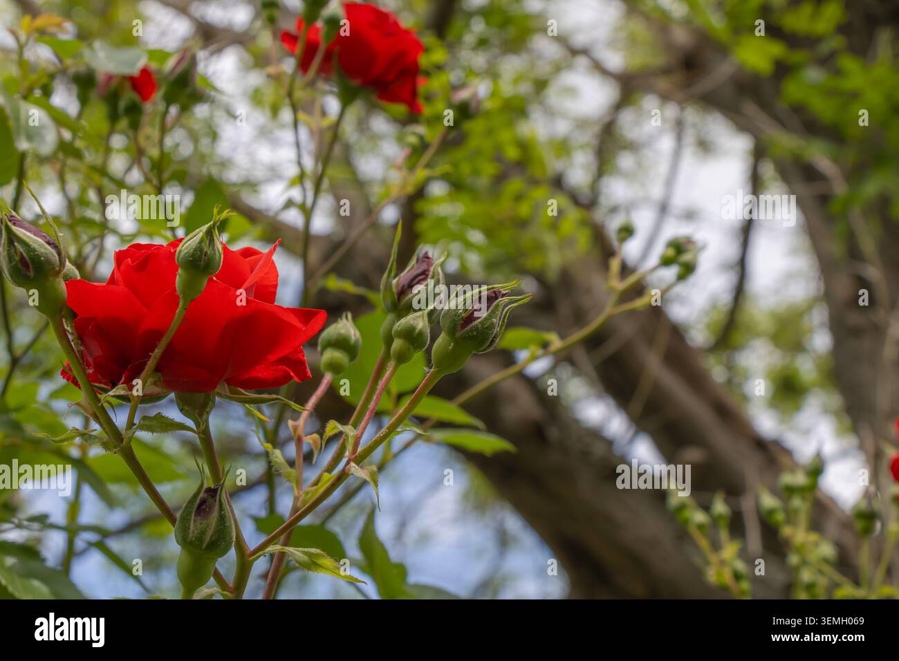Vivaci fiori di rosa rossa e boccioli in via di sviluppo su un arbusto da giardino, fotografati su uno sfondo leggermente sfocato di alberi e vegetazione. Foto Stock