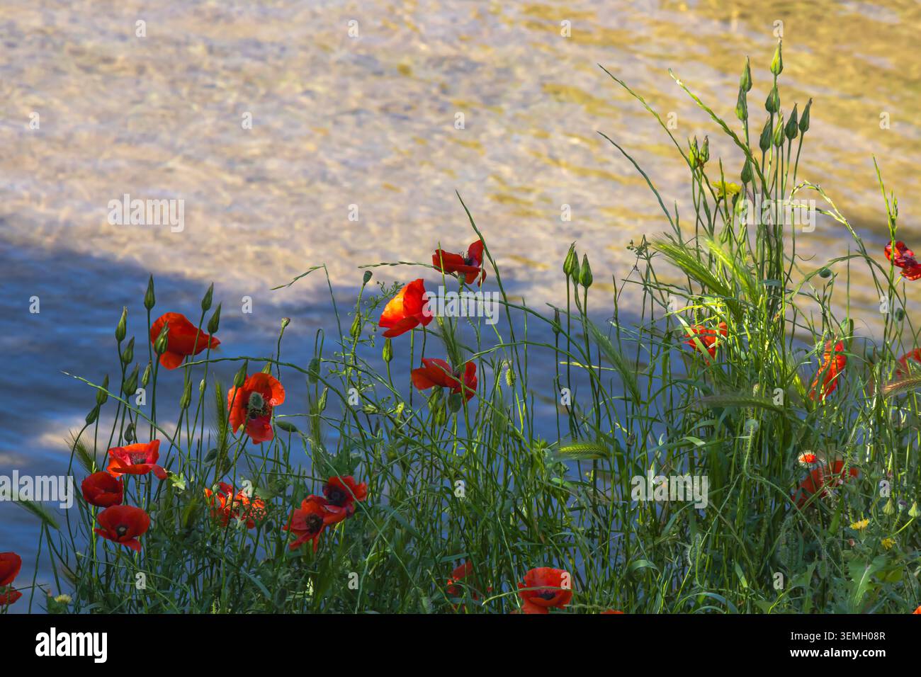 I vivaci papaveri rossi selvatici fioriscono tra le erbe verdi accanto a un fiume che scorre dolcemente, creando un tranquillo paesaggio naturale illuminato dalla calda sera li Foto Stock