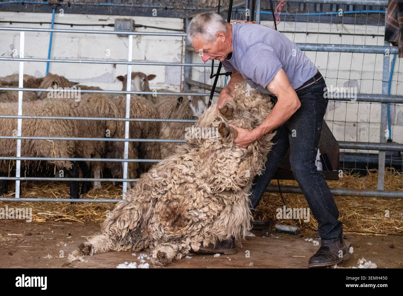 Tosatura di pecore di lana di lana d'oro Leicester presso l'Hadleigh Farm rare Breeds Centre, Leigh-on-Sea. Foto Stock