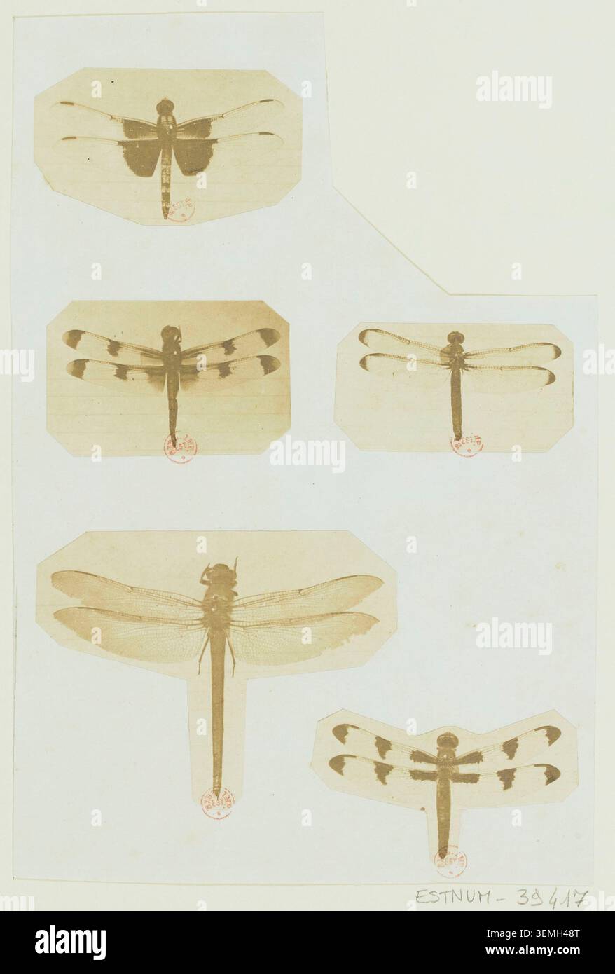 Le libellule sono registrate in una fotografia scientifica attribuita a Rousseau, Louis, con proprietà precedente di Achille Devéria, che documenta la struttura delle ali, la segmentazione del corpo e le caratteristiche morfologiche per uno studio entomologico dettagliato durante il XIX secolo. Foto Stock