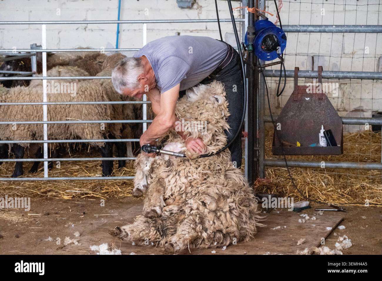 Tosatura di pecore di lana di lana d'oro Leicester presso l'Hadleigh Farm rare Breeds Centre, Leigh-on-Sea. Foto Stock