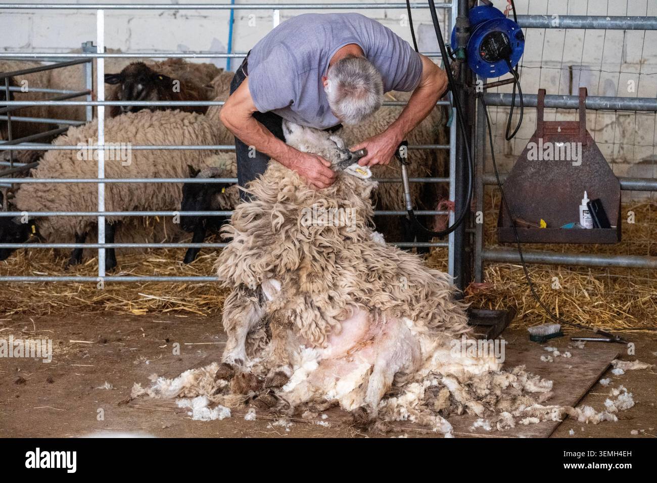 Tosatura di pecore di lana di lana d'oro Leicester presso l'Hadleigh Farm rare Breeds Centre, Leigh-on-Sea. Foto Stock