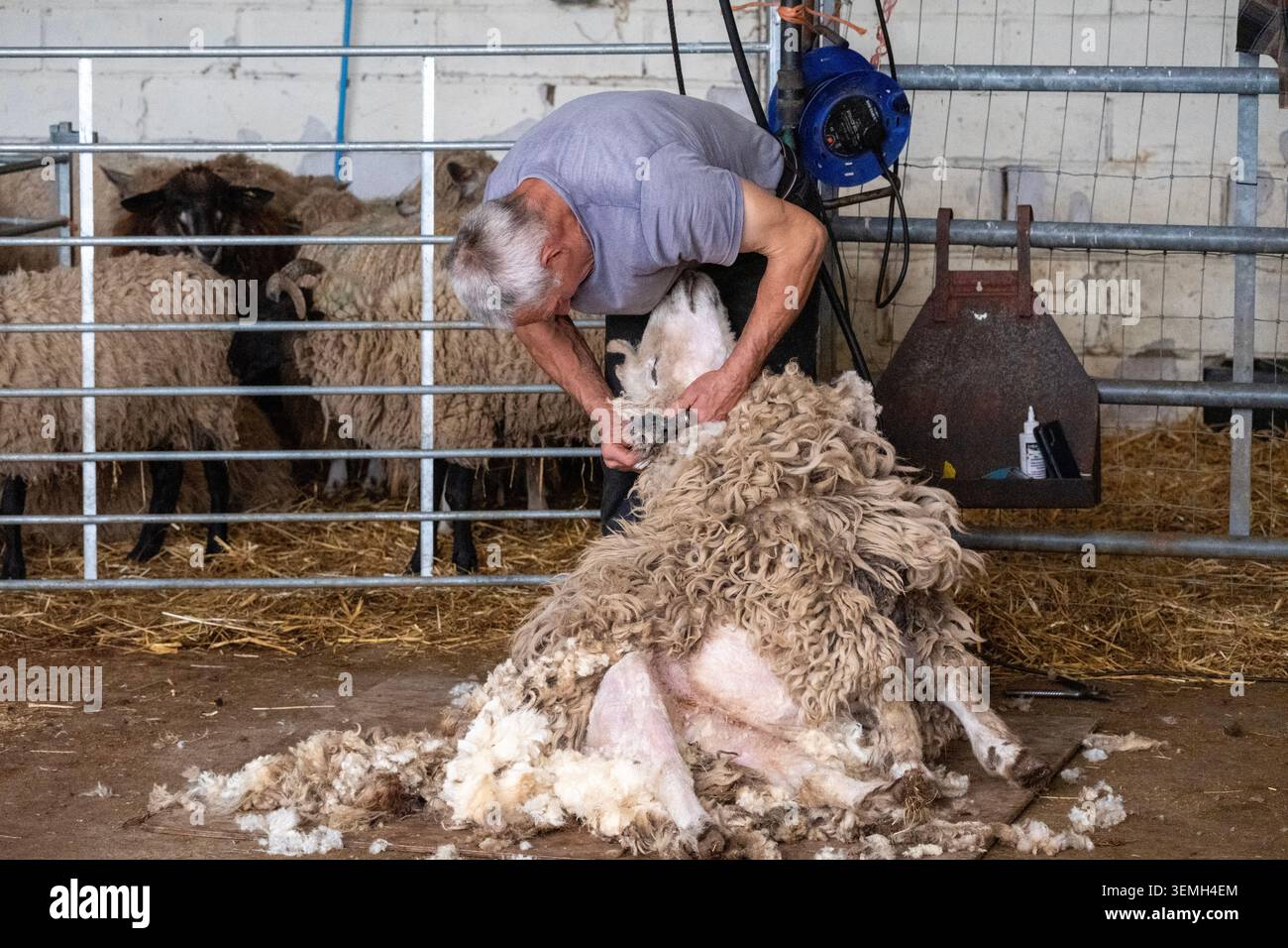 Tosatura di pecore di lana di lana d'oro Leicester presso l'Hadleigh Farm rare Breeds Centre, Leigh-on-Sea. Foto Stock