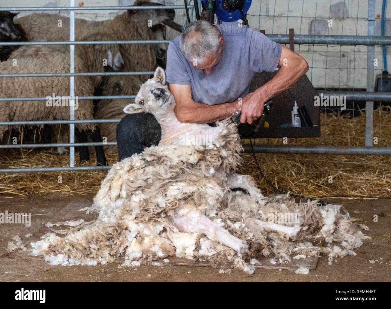 Tosatura di pecore di lana di lana d'oro Leicester presso l'Hadleigh Farm rare Breeds Centre, Leigh-on-Sea. Foto Stock