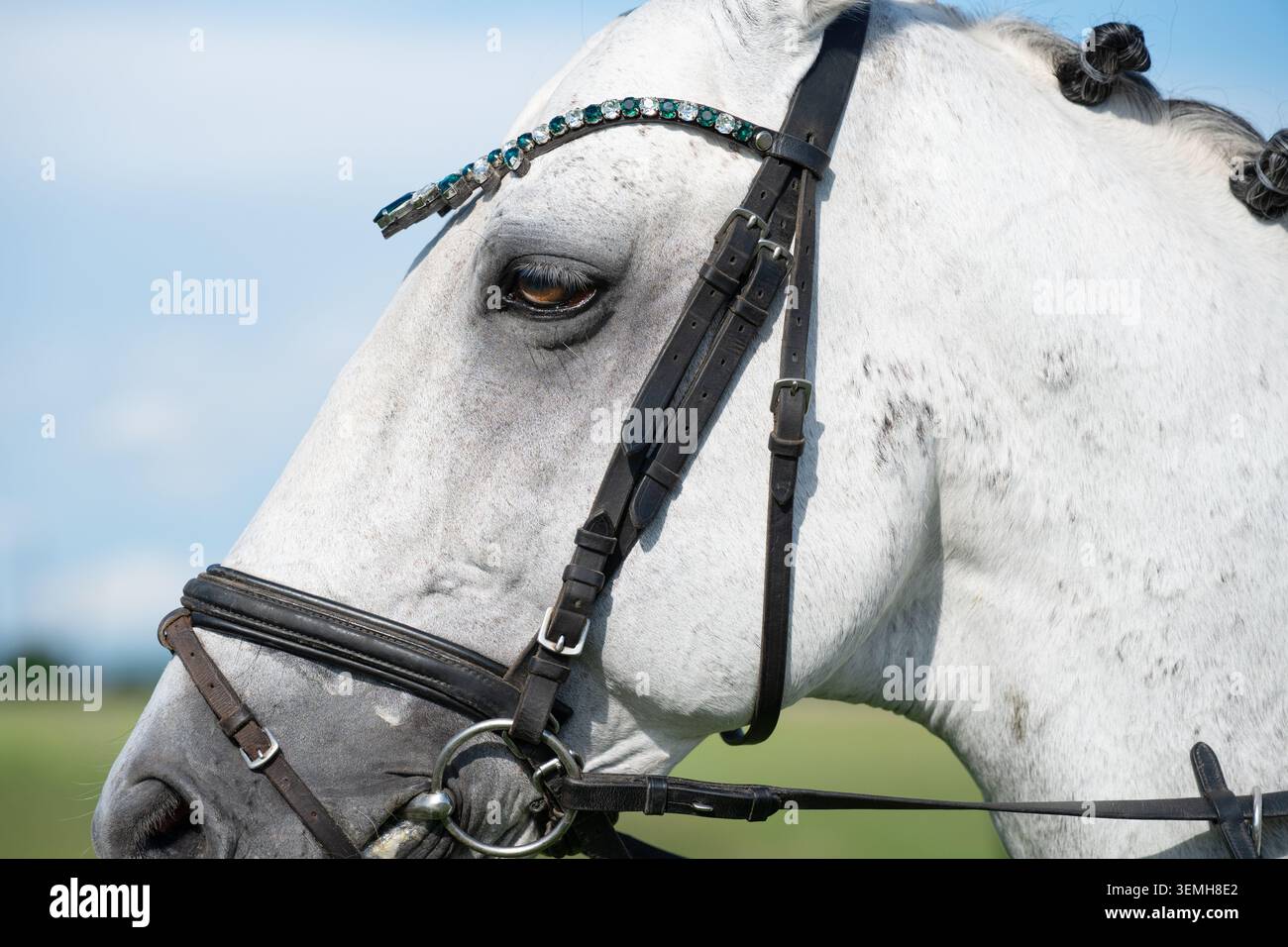 Vista macro dettagliata di un occhio di cavallo grigio e attrezzatura equestre in pelle. Primo piano ritratto di un cavallo bianco con una treccia decorata Foto Stock