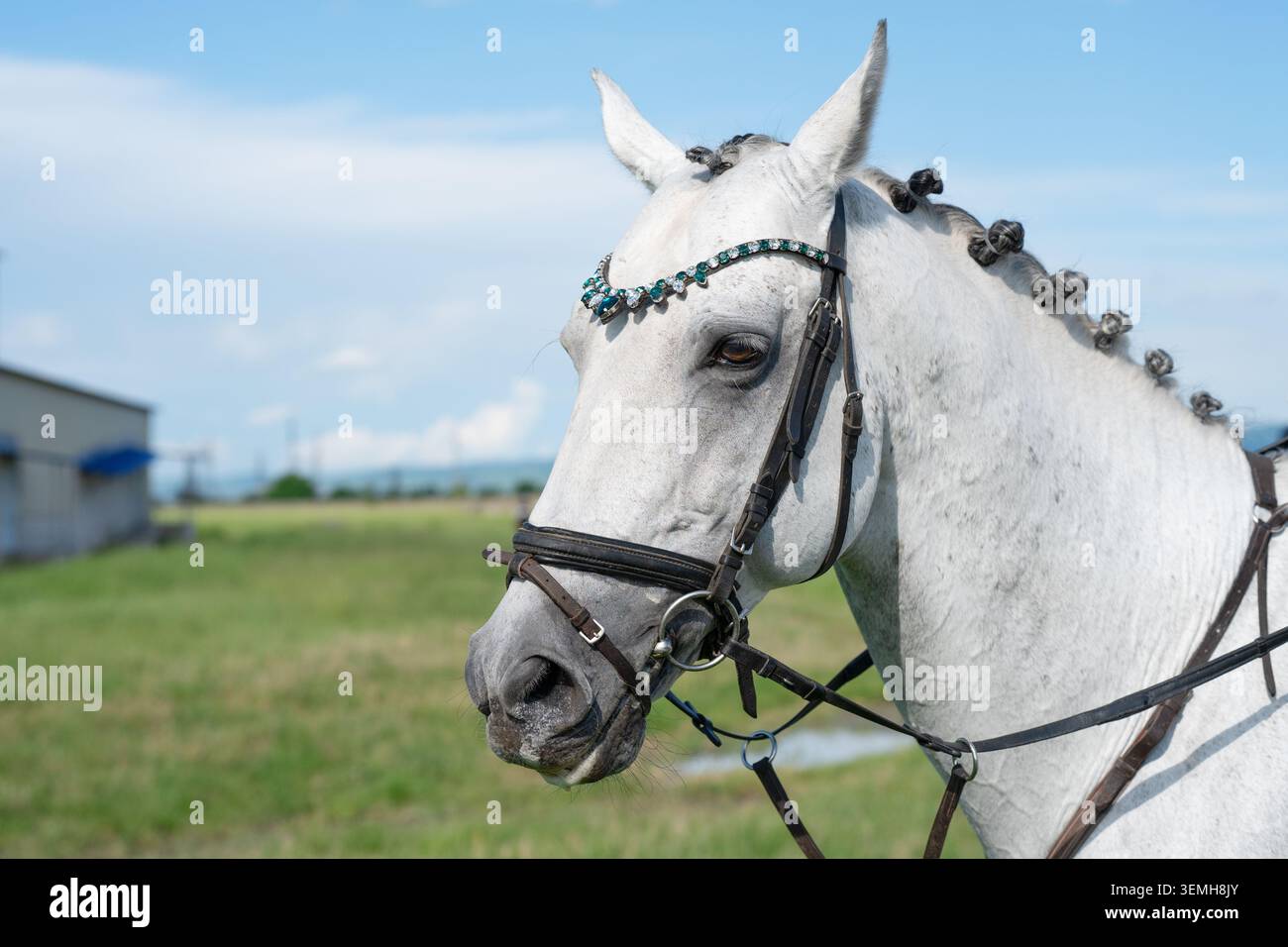Elegante stallone bianco con criniera intrecciata su un campo e un cielo verdi sfocati. Bellissimo ritratto bianco di cavallo con criniera intrecciata e sposo decorato Foto Stock