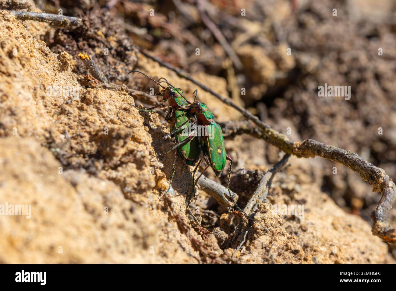 Gli scarabei tigre si accoppiano in terreno sabbioso durante la primavera. Foto Stock