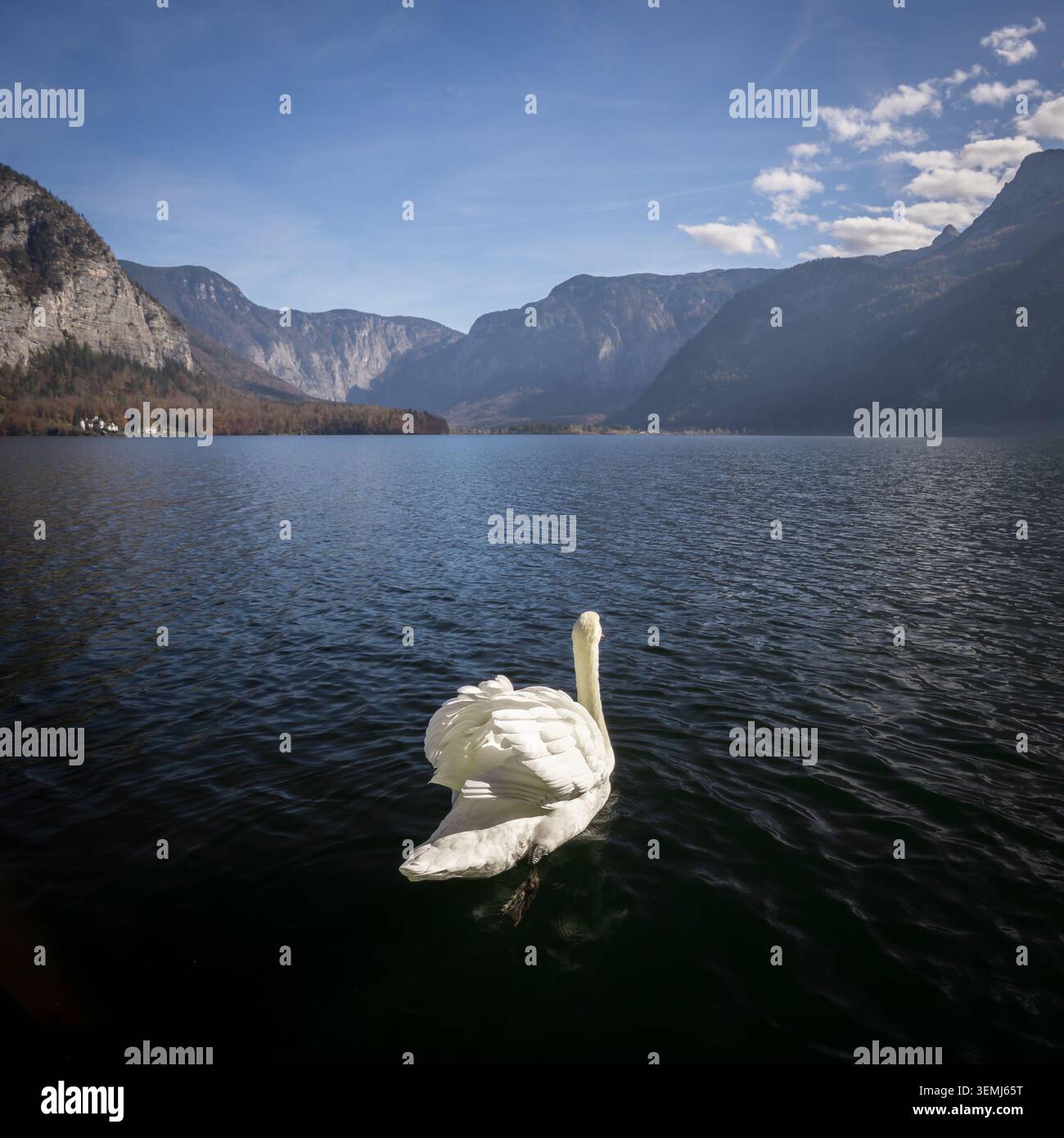 Nuotata con cigni bianchi nel lago con paesaggi alpini di montagna e splendidi paesaggi Foto Stock
