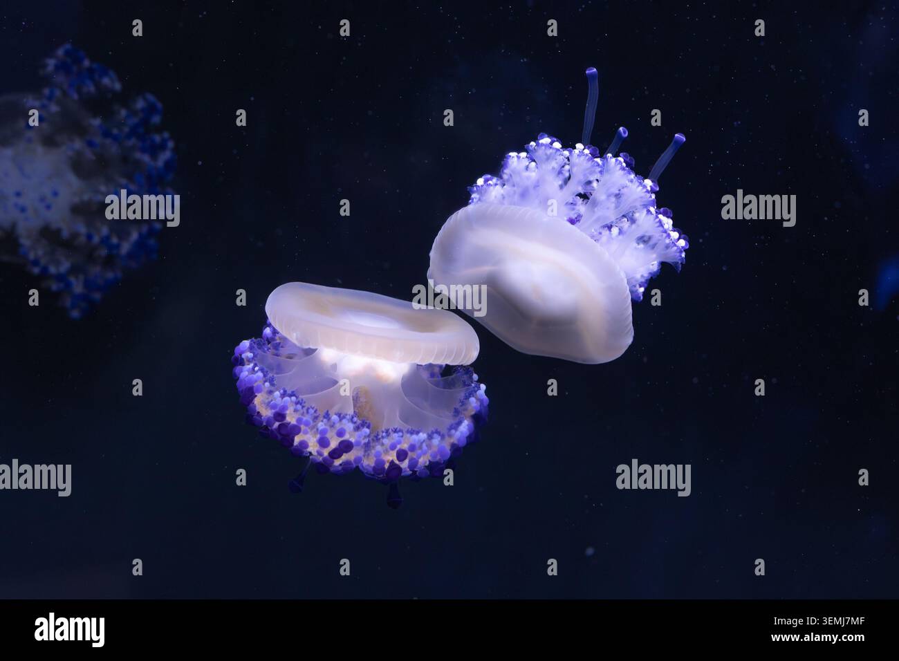 Ipnotiche meduse viola e bianca galleggiano graziosamente nelle acque profonde scure Foto Stock