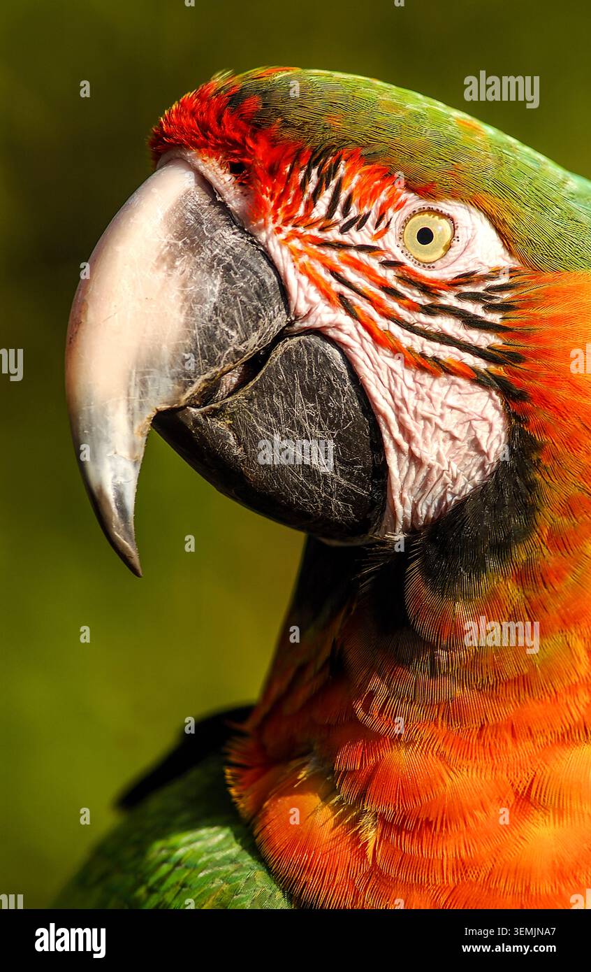 Un Macaw dai colori brillanti sfoggia il suo possente becco, combinando bellezza tropicale con una forza inconfondibile. Foto Stock