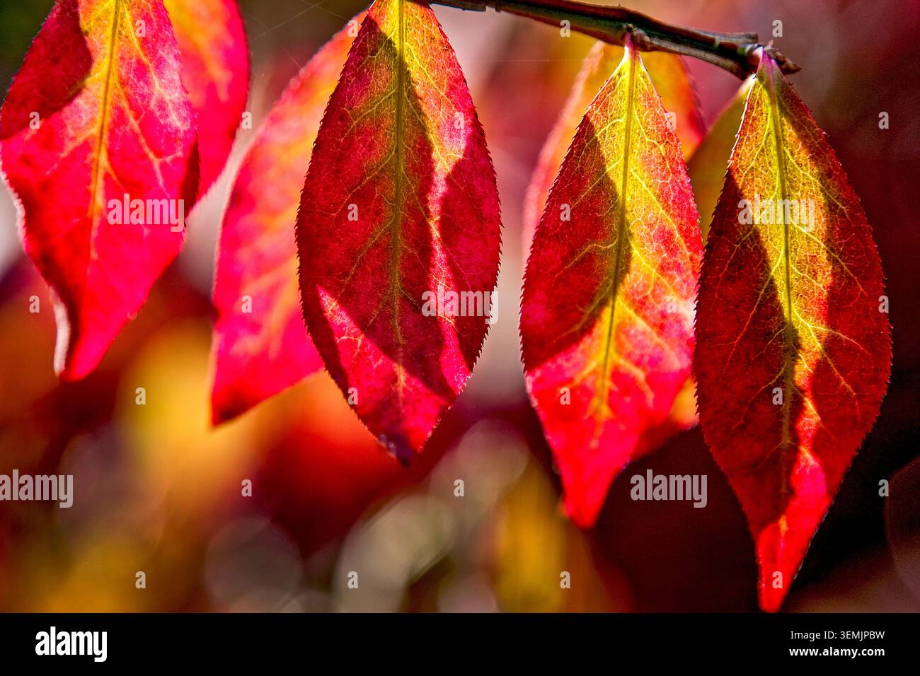 Il fogliame autunnale rosso brillante cattura il sole del pomeriggio, rivelando vene intricate e colori ricchi di stagione. Foto Stock
