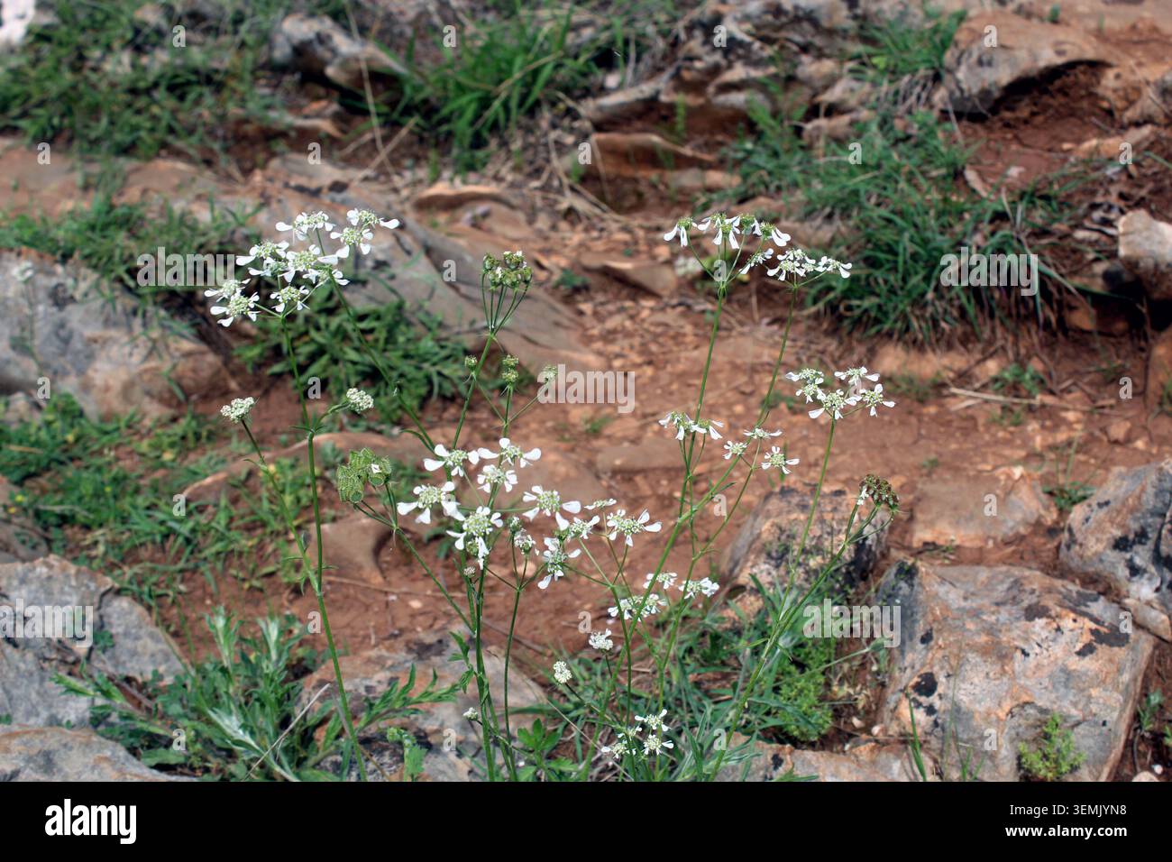 Anthriscus sylvestris o fiori di persaglio selvatico che sbocciano nell'erba Foto Stock