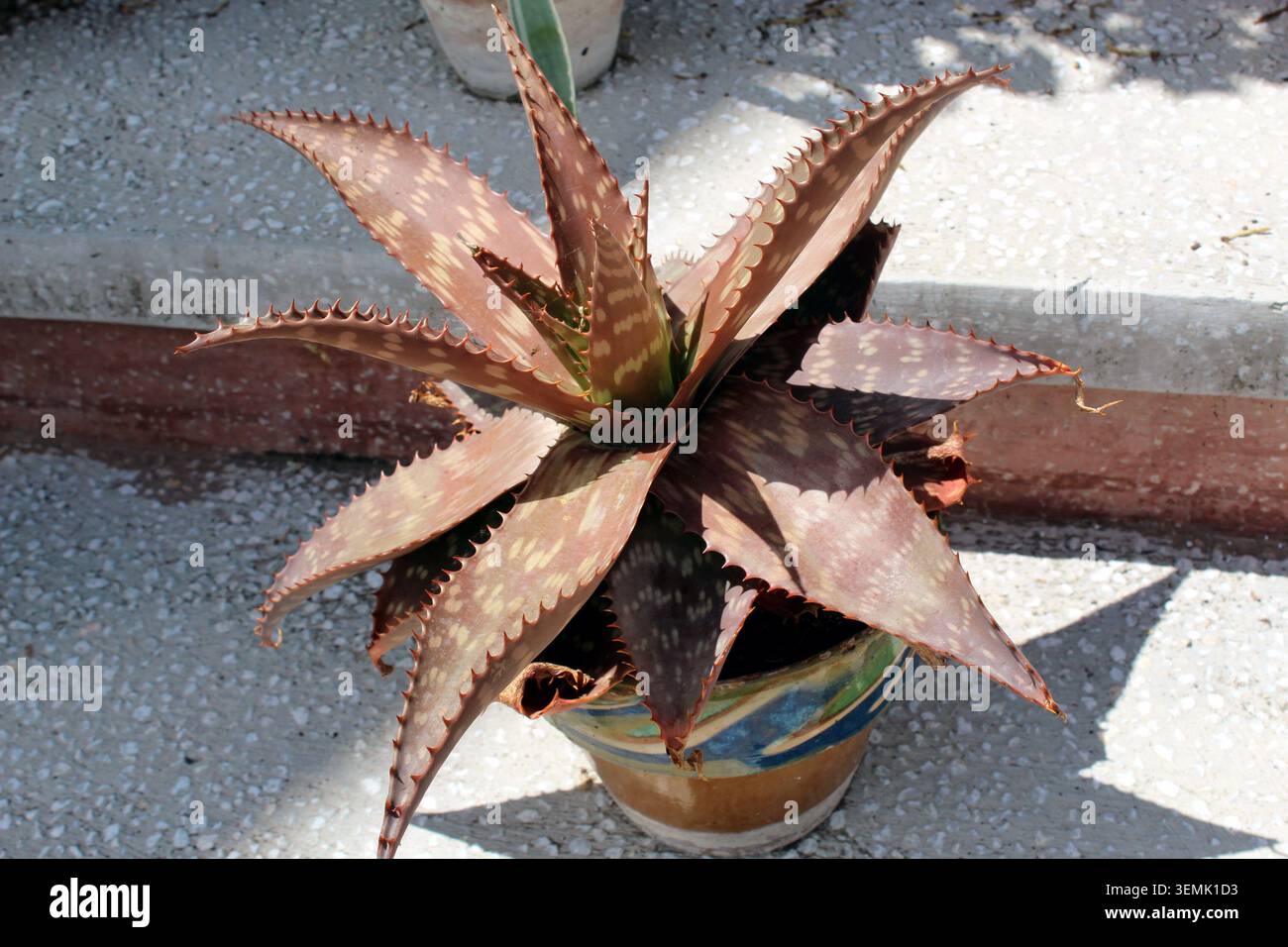 Piante di aloe maculata con foglie succulente rosso-marrone in un vaso Foto Stock