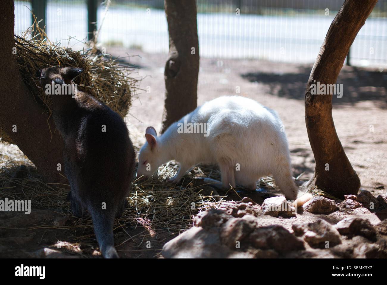 Due wallaby che mangiano fieno, uno comune e uno raro wallaby bianco albino Foto Stock