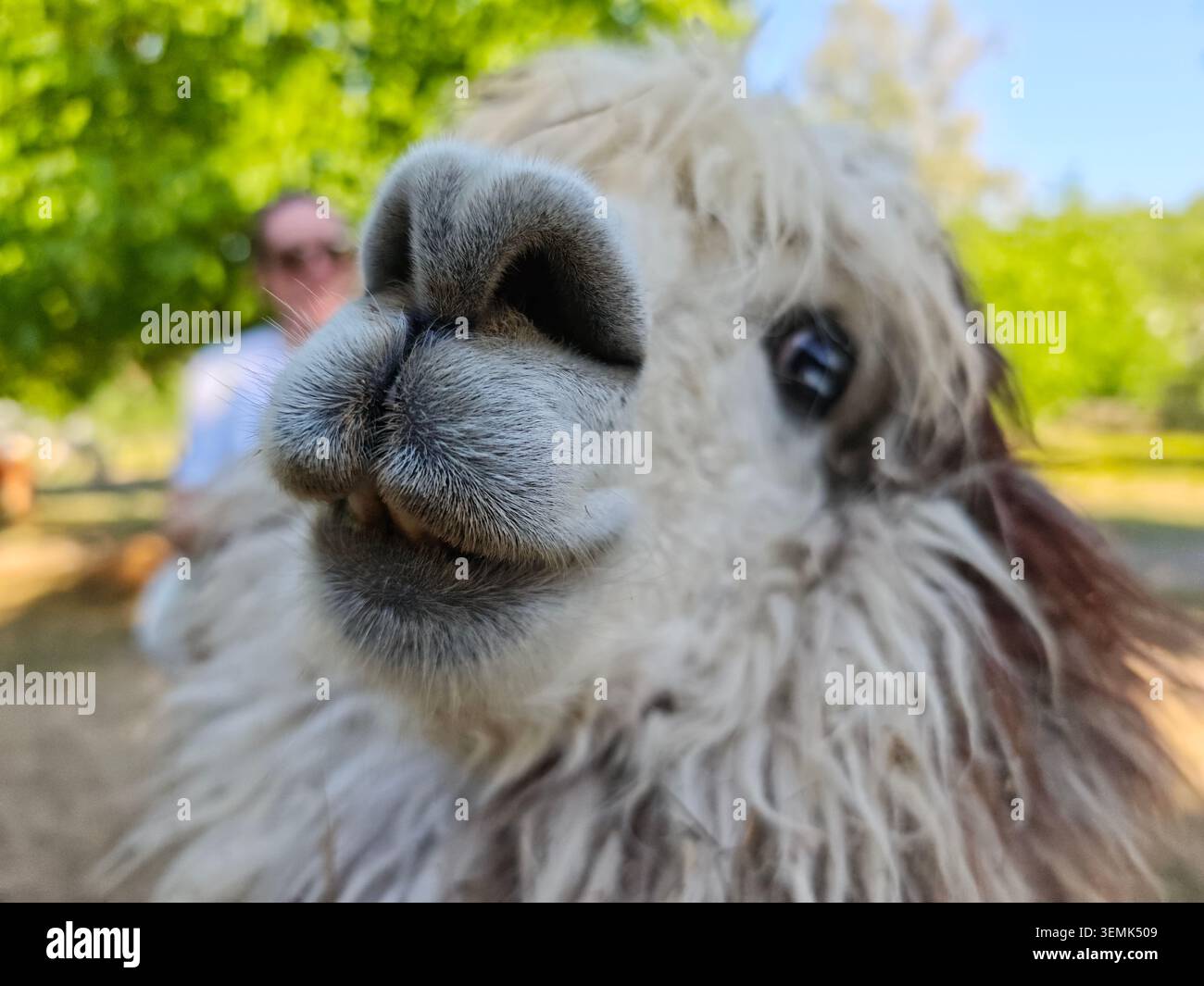 Serbia Valjevo 06.06.2026 Llama naso primo piano Ritratto all'aperto curioso Foto Stock