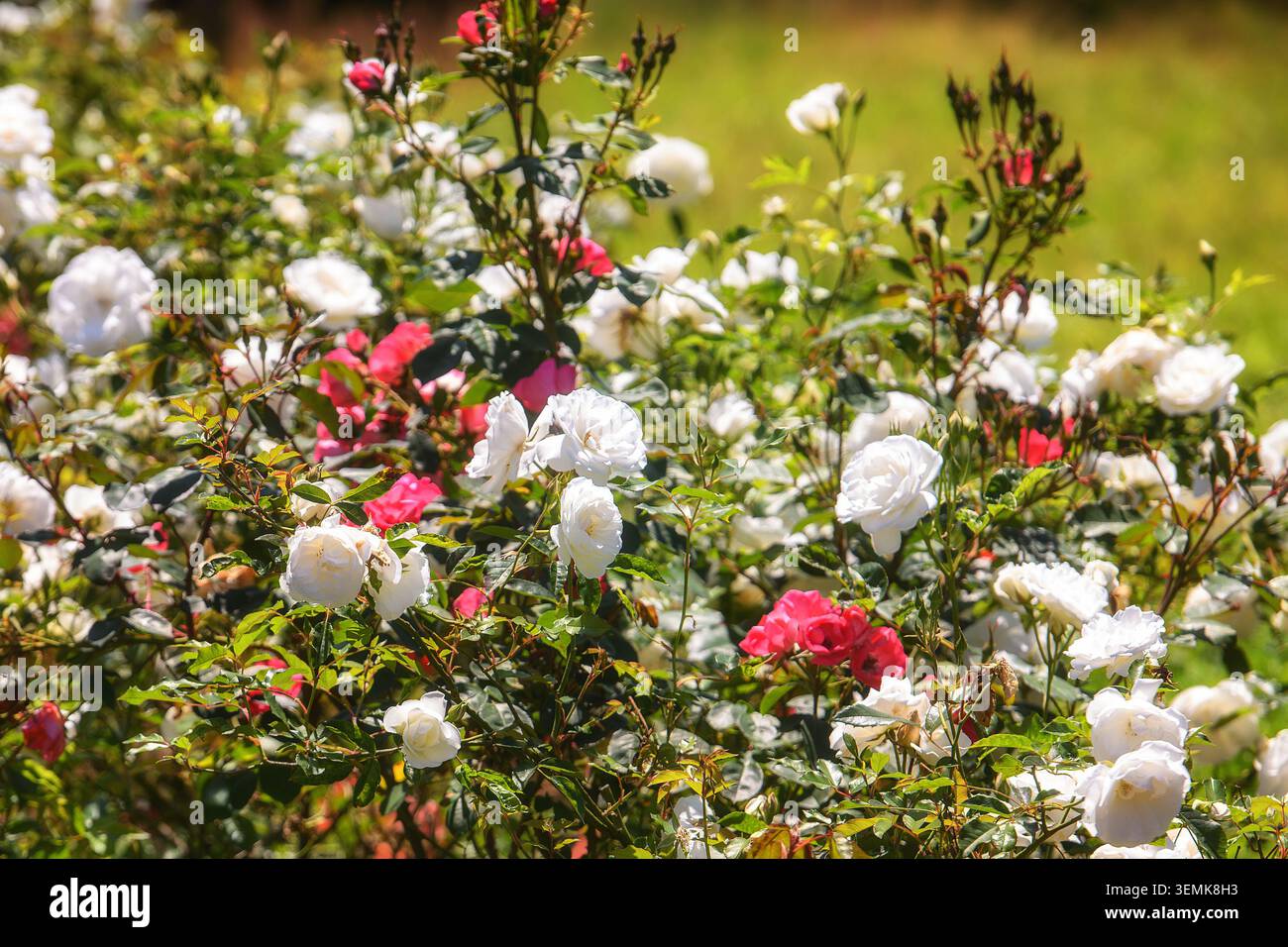 Boschetti di fiori di rosa bianchi e rosa in fiore, che crescono in modo caotico in un giardino estivo sotto la luce del sole. Foto Stock