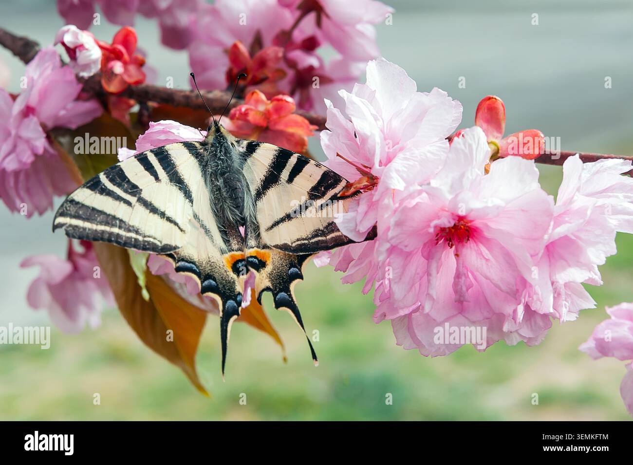Farfalla a righe a coda di rondine che riposa sui fiori rosa di sakura Foto Stock