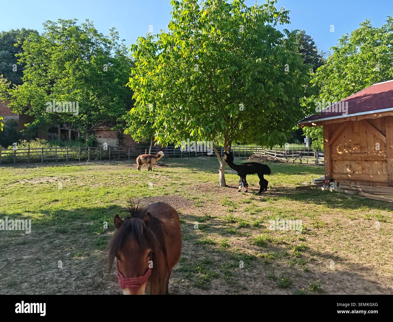 Serbia Valjevo 06.06.2026 Ponies pascolano soleggiato Paddock rurale tranquillo Foto Stock