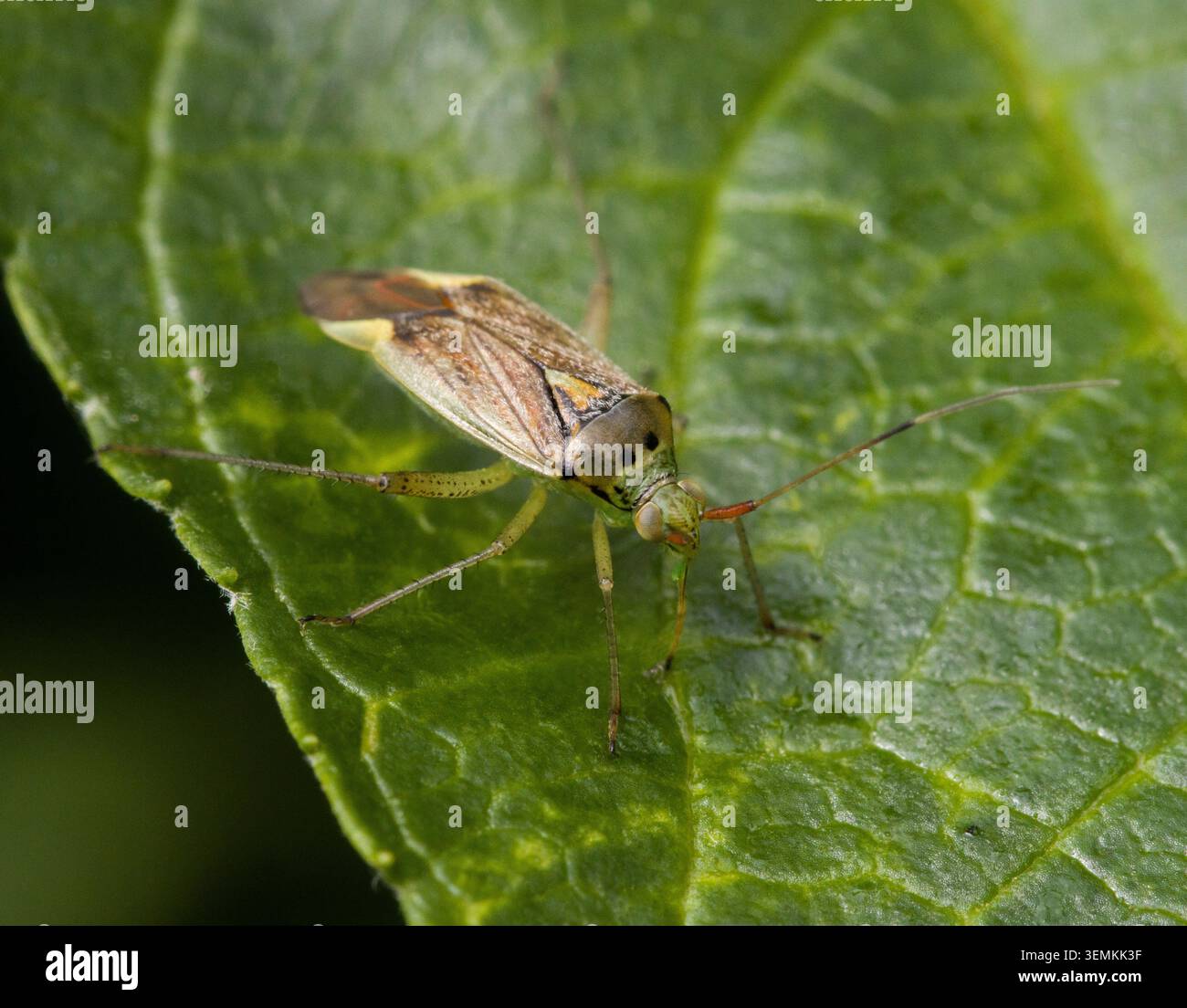 Capside di insetti Miridae Foto Stock