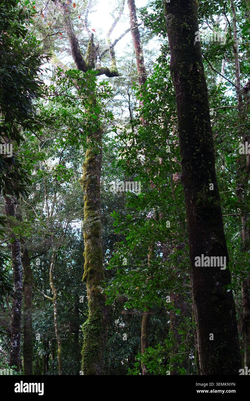 Alti alberi autoctoni ricoperti di muschio nella fitta foresta pluviale temperata valdiviana del Cile. Foto Stock