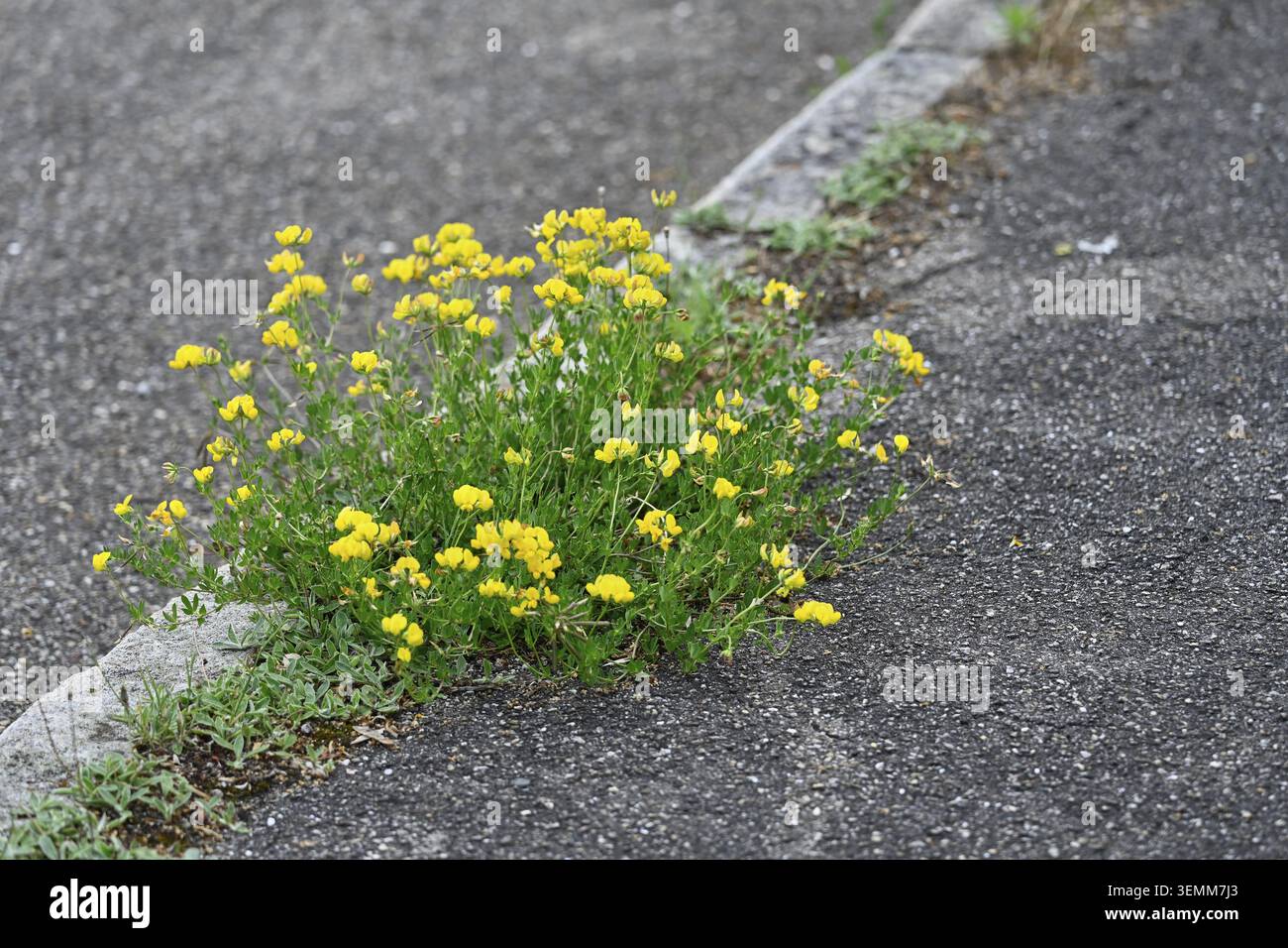 Il trefoil a piedi di uccello (Lotus corniculatus) attraversa asfalto, peonia, fiori, pascolo di api, pascoli di insetti, fiori da giardino, fiori, api, inse Foto Stock