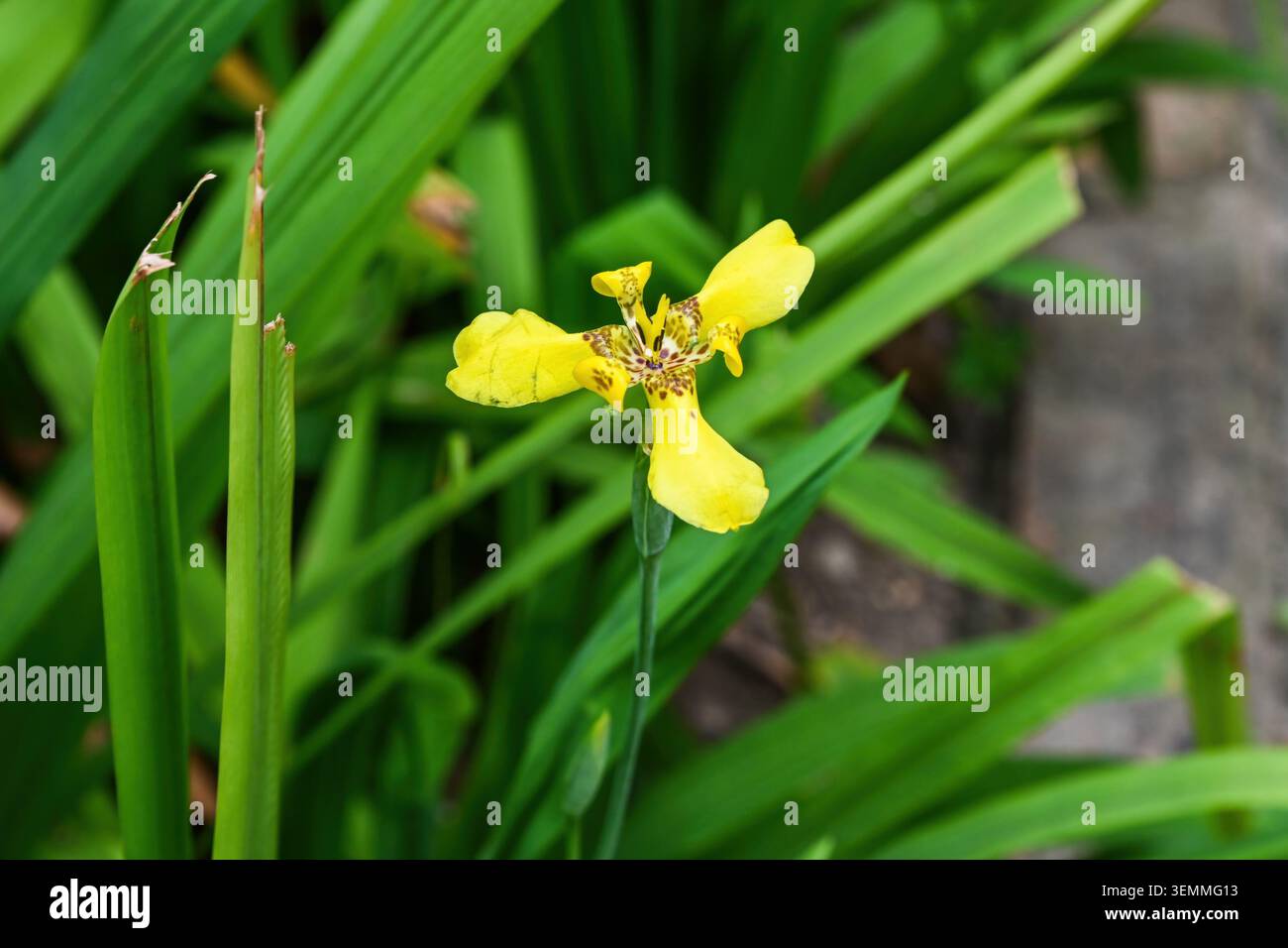 Primo piano di un fiore giallo della trimezia martinicensis che fiorisce con lunghe foglie verdi nel giardino botanico di Macao Foto Stock