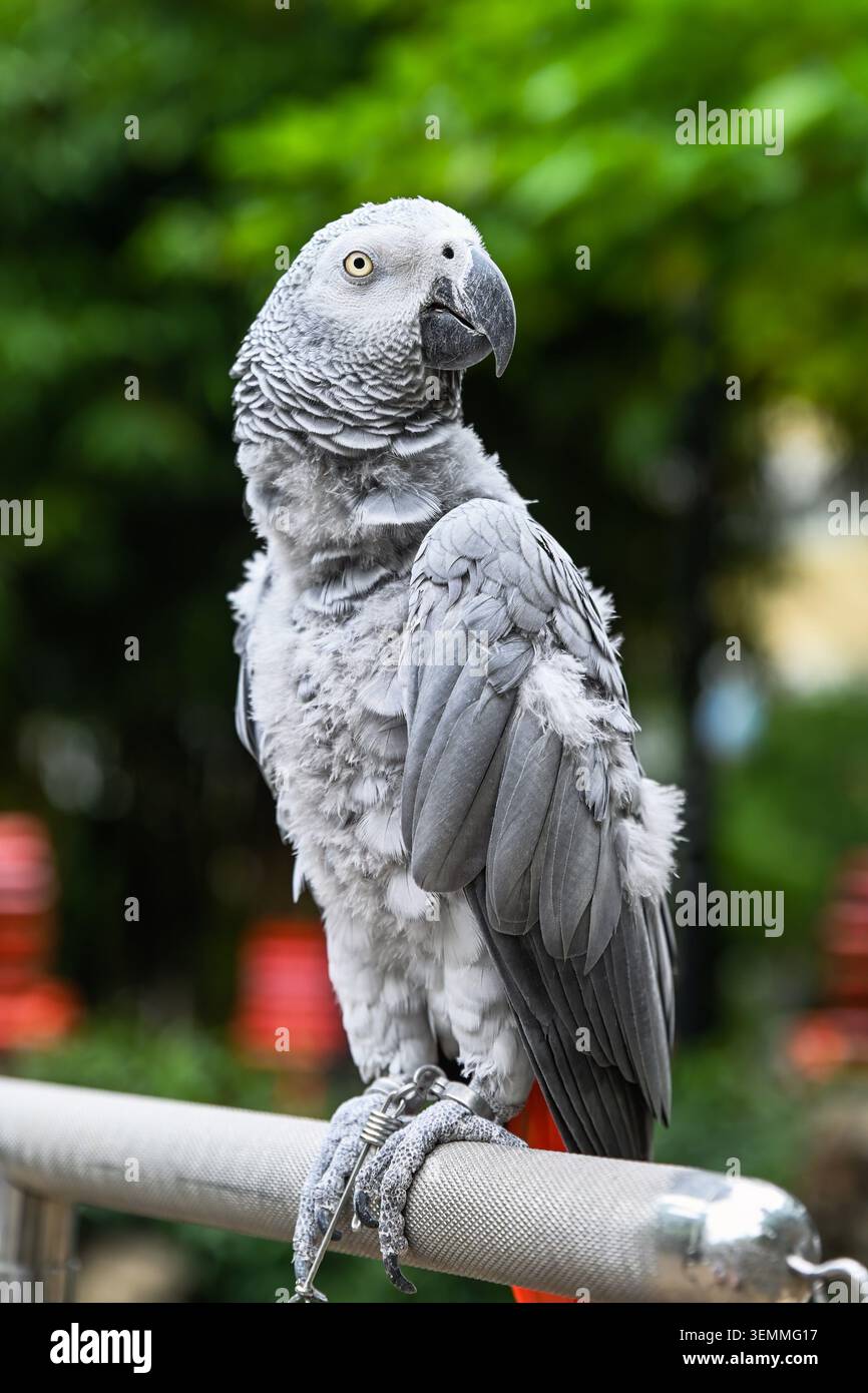 Primo piano ritratto di un pappagallo grigio psittacus erithacus seduto su un corrimano metallico su uno sfondo verde brillante a Macao Foto Stock