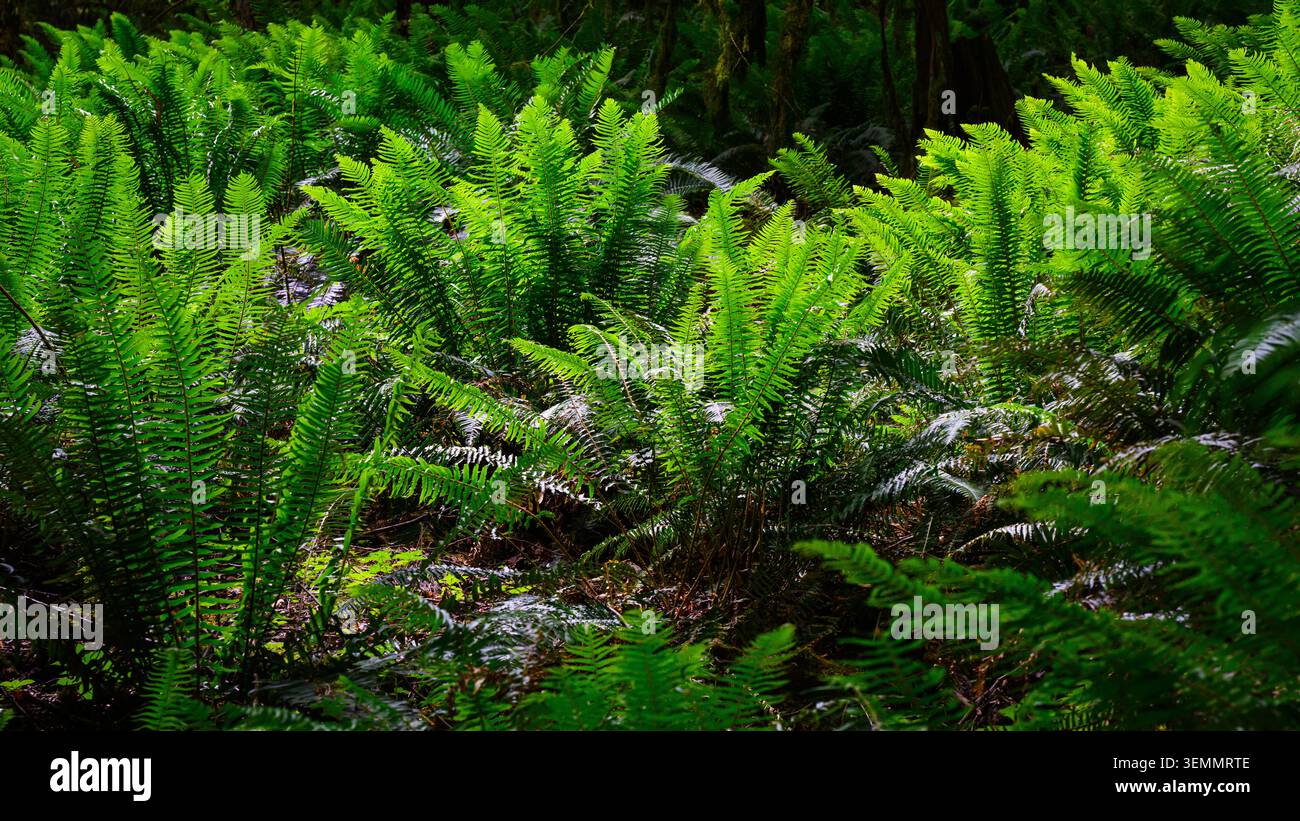 Le nuove felci di crescita si illuminano di verde nell'oscurità della fitta foresta Foto Stock