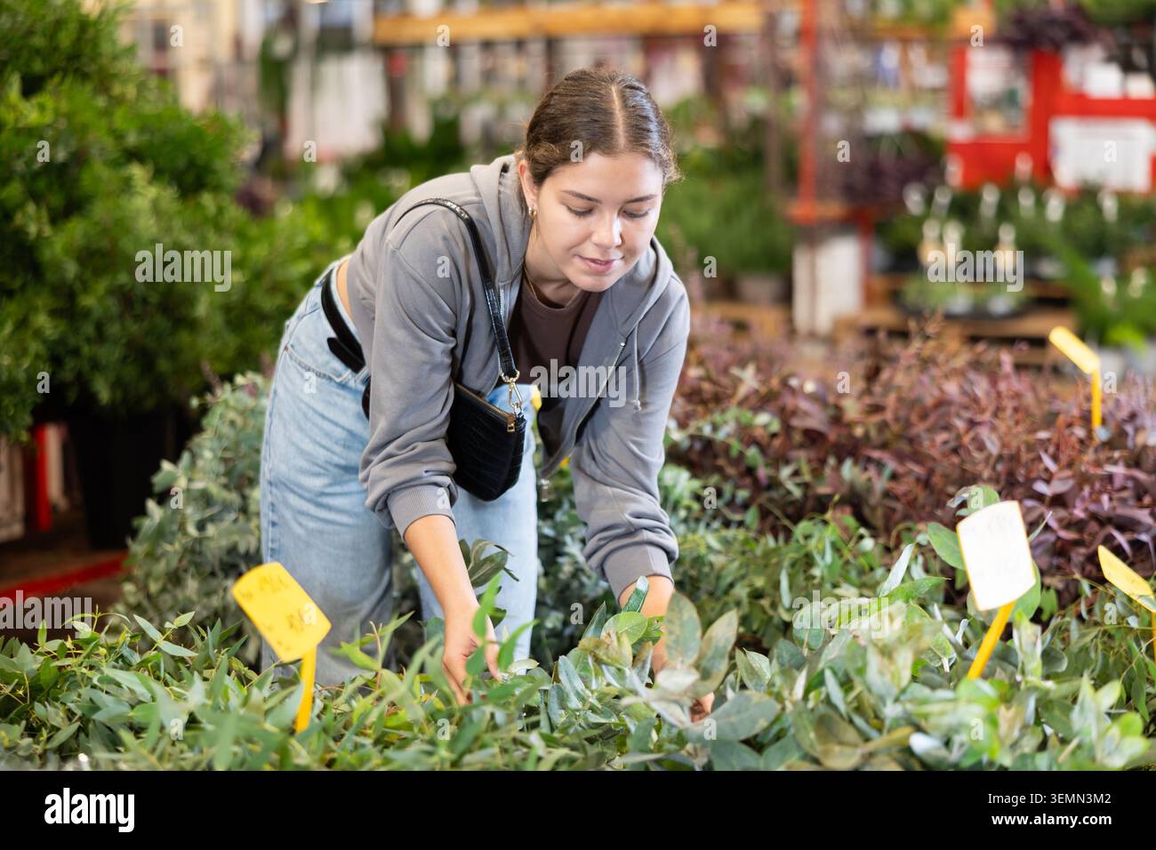 La ragazza lavora come lavoratrice ausiliaria nel magazzino di un negozio di impianti, esamina la piantina di eucalipto Foto Stock