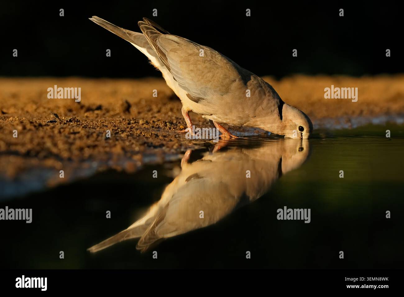 Una colomba di tartaruga (Streptopelia capicola) che beve acqua con riflesso, Sud Africa Foto Stock