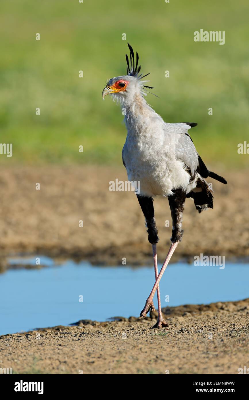 Un uccello segretario (Sagittarius serpentarius) in una pozza d'acqua, deserto del Kalahari, Sudafrica Foto Stock