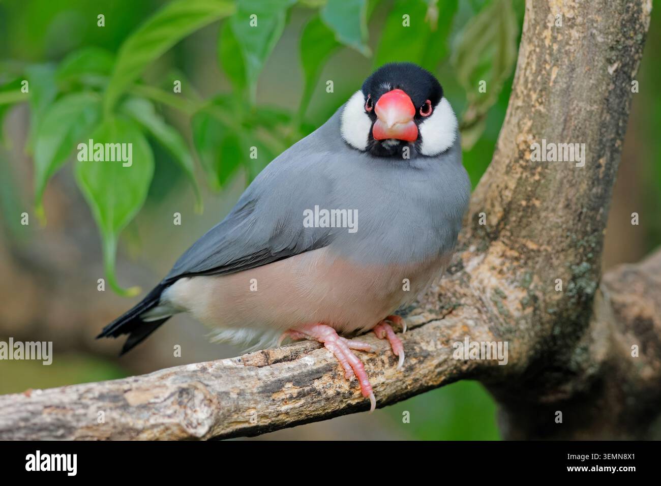 Un variopinto passero di Giava (Padda oryzivora) arroccato su una diramazione, Indonesia Foto Stock