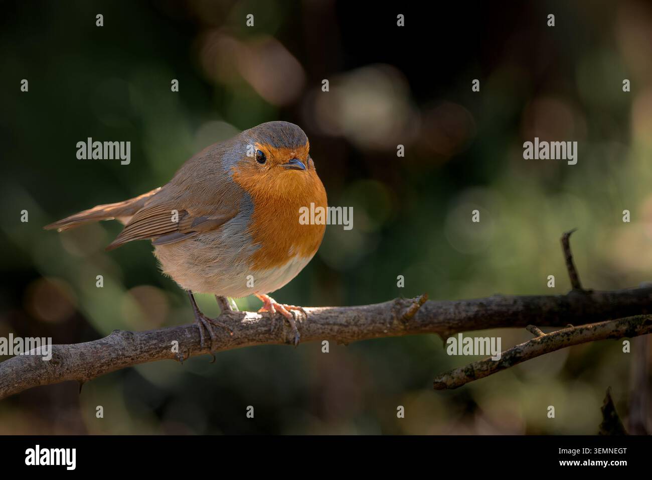 grazioso robin seduto su un ramo Foto Stock