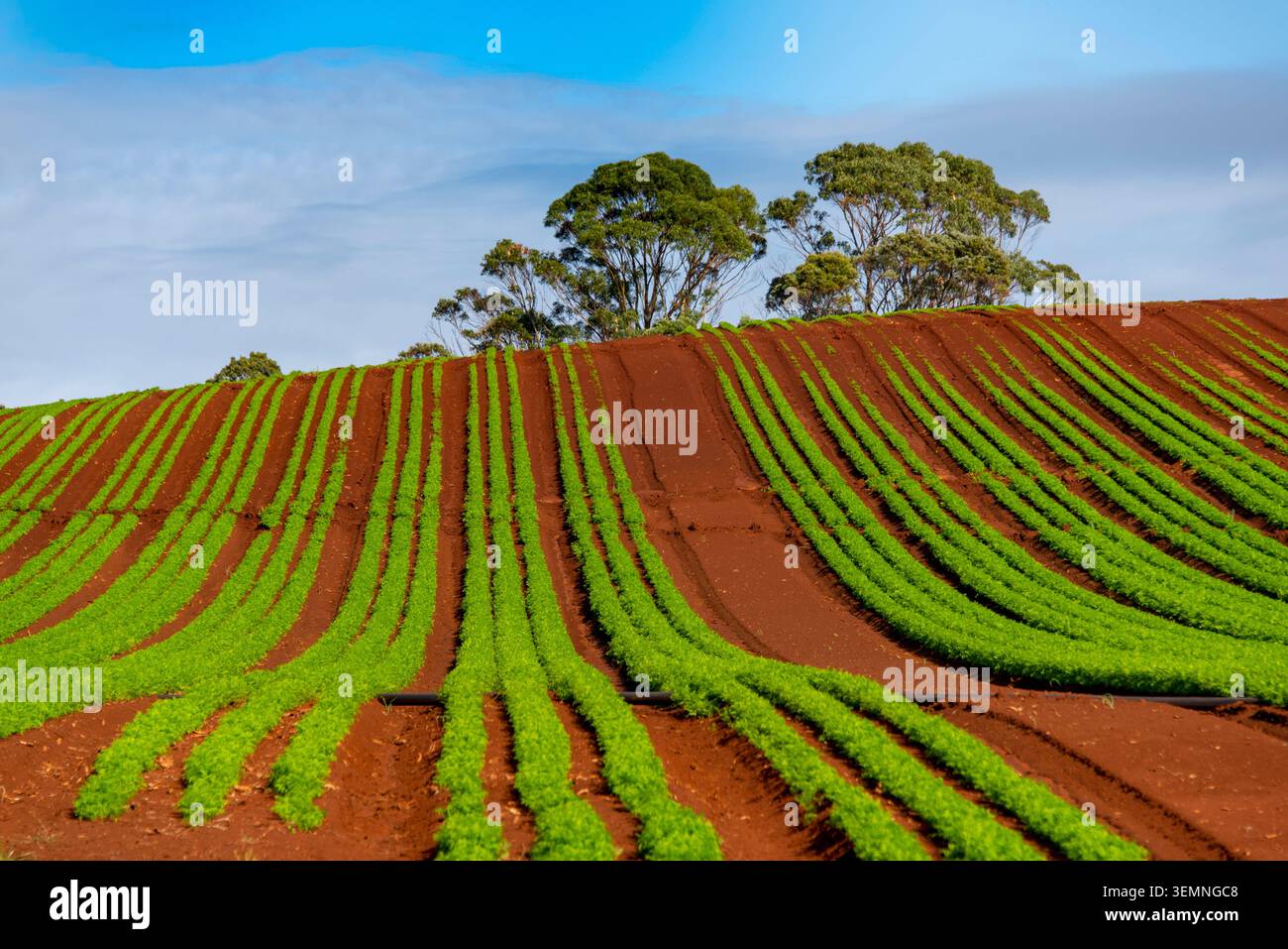 Campo agricolo nella Tasmania nord-occidentale Foto Stock