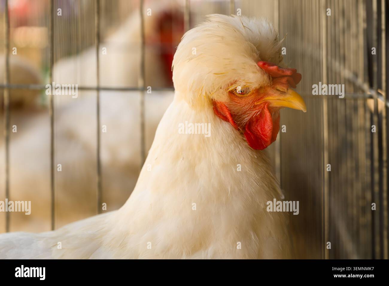 Ritratto di gallina crestata bianca in gabbia per il pollame da fattoria e il pollo da cortile, messa a fuoco selettiva Foto Stock