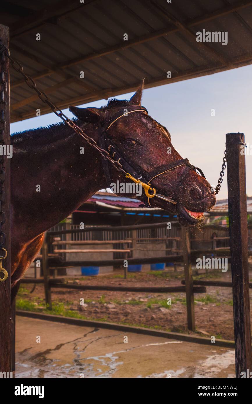 Dark Bay Horse che scuote la testa con un'espressione ampia e ridendo, mentre è fissato in stabili cravatte. Foto Stock