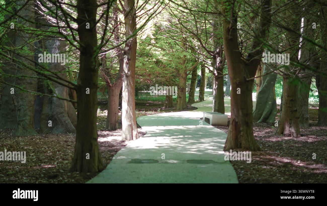 Un sentiero tortuoso conduce attraverso un sereno e soleggiato bosco di alberi alti Foto Stock